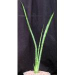 Sansevieria roxburghiana ssp. longifolia 8-inch pots