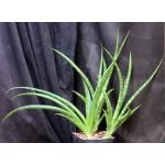 Sansevieria roxburghiana one-gallon pots