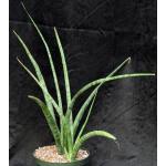 Sansevieria roxburghiana (Sathiyar, India) 8-inch pots