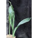 Sansevieria rugosifolia (WY 1200) one-gallon pots