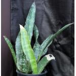 Sansevieria rugosifolia (Bhitala 1008) 2-gallon pots