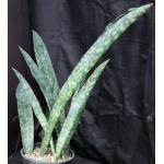 Sansevieria rugosifolia (Bhitala 1008) 3-gallon pots