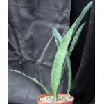 Sansevieria rugosifolia (Bhitala 1008) 8-inch pots