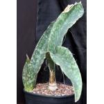 Sansevieria rugosifolia (Bhitala 1011) 3-gallon pots