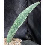 Sansevieria rugosifolia (Bhitala 1011) one-gallon pots