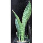 Sansevieria rugosifolia (Bhitala 1018) 2-gallon pots