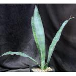 Sansevieria rugosifolia (Bhitala 1008) one-gallon pots