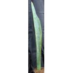 Sansevieria scimitariformis 2-gallon pots