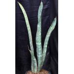 Sansevieria scimitariformis 3-gallon pots