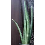 Sansevieria sinus-simiorum (R1734) 5-gallon pots