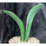Sansevieria sinus-simiorum 8-inch pots