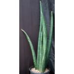 Sansevieria sinus-simiorum (R1734) 5-gallon pots