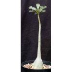 Adenium socotranum 8-inch pots
