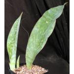 Sansevieria sp. (Mbaga Mountain, Tanzania) one-gallon pots