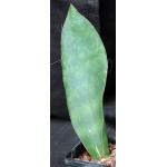 Sansevieria sp. (Mbaga Mountain, Tanzania) 5-inch pots