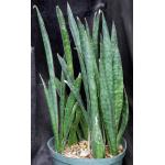 Sansevieria sp. (HS-103) 10-inch pots