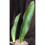 Sansevieria sp. (Litembo, Tanzania) one-gallon pots