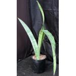 Sansevieria sp. (Sachsse, Malawi) 3-gallon pots