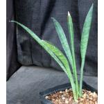 Sansevieria sp. (Southern Africa) one-gallon pots