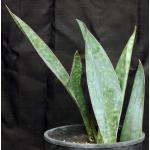 Sansevieria sp. (Mbaga Mountain, Tanzania) 2-gallon pots