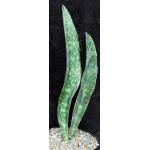 Sansevieria sp. (Lake Baringo, Kenya) 2-gallon pots