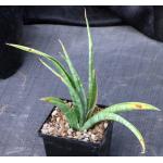 Sansevieria sp. (Loboi, Kenya) 5-inch pots