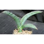 Sansevieria sp. aff. rorida (WY 1186) 5-inch pots