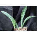 Sansevieria sp. (Bhitala 1030) one-gallon pots
