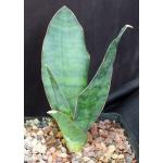 Sansevieria sp. aff. metallica (dwarf) one-gallon pots
