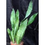 Sansevieria specksii (ES 21430) 8-inch pots