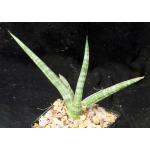 Sansevieria suffruticosa cv ‘Frosty Spears‘ 5-inch pots