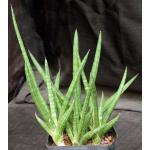 Sansevieria suffruticosa ssp. argentiofolia one-