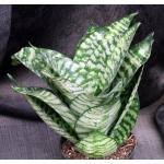 Sansevieria trifasciata var. hahnii cv Seibert Starburst 5-inch 