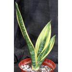 Sansevieria trifasciata cv Gold Flame 6-inch pots