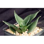 Sansevieria trifasciata var. hahnii cv ‘Jade‘ one-gallon pots