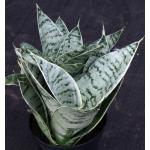 Sansevieria trifasciata var. hahnii cv Silver Star 5-inch pots