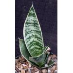 Sansevieria trifasciata var. hahnii cv Silver Star 4-inch pots