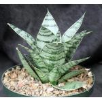 Sansevieria trifasciata var. hahnii cv Silver Star 8-inch pots