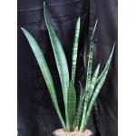 Sansevieria trifasciata cv Banded Nelsonii 2-gallon pots