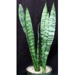 Sansevieria trifasciata cv ‘Black Coral' 8-inch pots