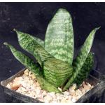 Sansevieria trifasciata var. hahnii cv ‘Black Star‘ one-gallon p