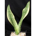Sansevieria trifasciata cv ‘Futura‘ one-gallon pots