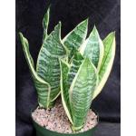 Sansevieria trifasciata cv Futura Superba 6-inch pots