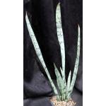 Sansevieria trifasciata cv Gold Flame 5-inch pots