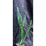 Sansevieria trifasciata cv Black Coral one-gallon pots