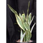 Sansevieria trifasciata var. laurentii cv Silver 3-gallon pots