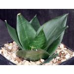 Sansevieria trifasciata var. hahnii cv ‘Jade‘ one-gallon pots