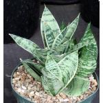 Sansevieria trifasciata var. hahnii cv Silver Star 8-inch pots