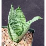 Sansevieria trifasciata var. hahnii cv Yellow Edge 4-inch pots