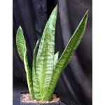 Sansevieria trifasciata var. hahnii cv Yellow Edge one-gallon po